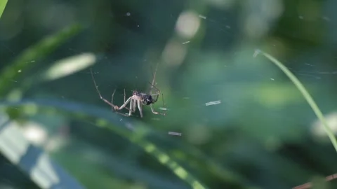 Small Spider Moving Through Its Web Among Green Vegetation Video stock 343528400