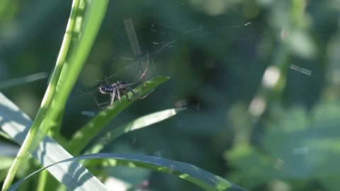 Small Spider Moving Through Its Web Among Green Vegetation Stockbeeldmateriaal 343543845