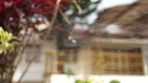Small Spider In The Nest Stock Footage 244885348