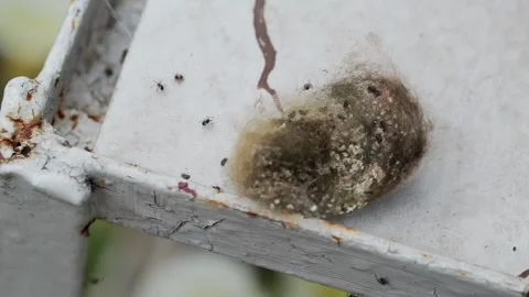Small spider nest on white background, spider cocoon, close-up 스톡 동영상 317807605
