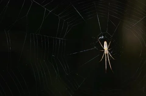 Small spider with net in the forest on black background Stock Photos