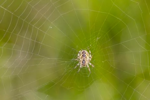 Small spider on the net, green background Stock Photos