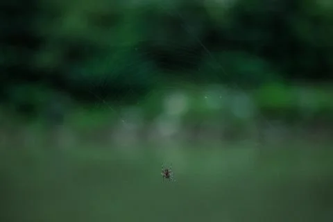 Small Spider on Net 스톡 사진