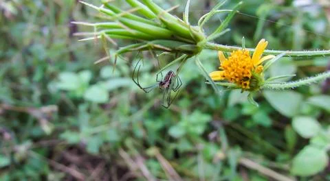 A small spider observed upside down on a vibrant green stem, accompanied by.. Stock Photos