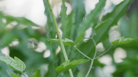 Small Spider Perching on Plant Stem with Leafy Bokeh Background - 4K Macro Vídeos de archivo 335259793