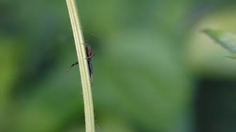 Small Spider Perching on Underside of Grass Blade - 4K Macro Static Shot Vidéo 335254021