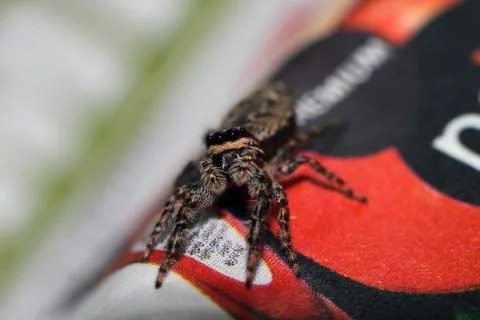 Small spider 스톡 사진