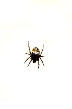 Small spider Foto stock