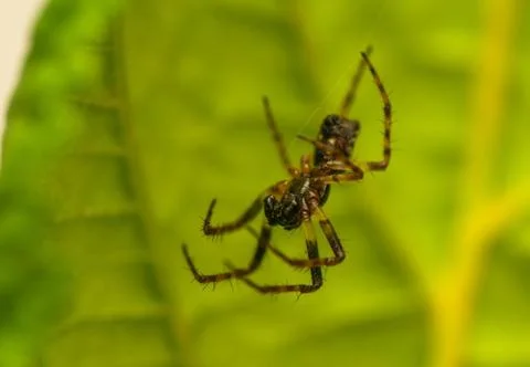 Small spider Stock Photos