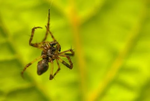 Small spider Stock-Fotos