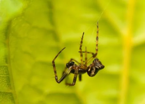 Small spider Stock Photos