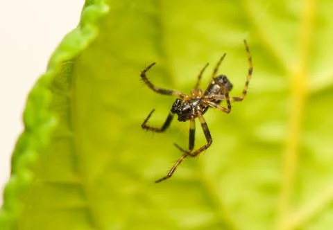 Small spider Foto stock