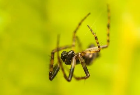 Small spider Stock Photos