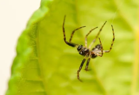 Small spider Stock Photos