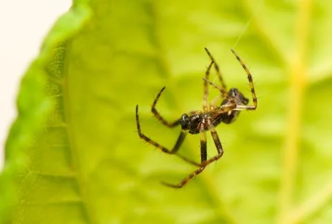 Small spider Stock Photos