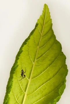 Small spider Foto stock