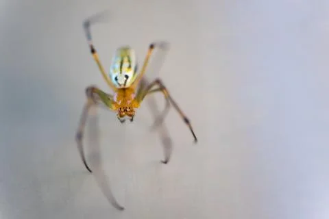 Small Spider Stock Photos