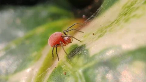 Small Spider Stock Photos