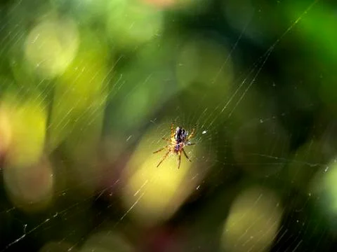 Small spider Stock Photos