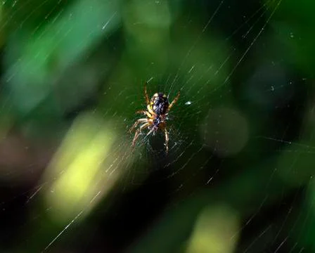 Small spider Stock Photos