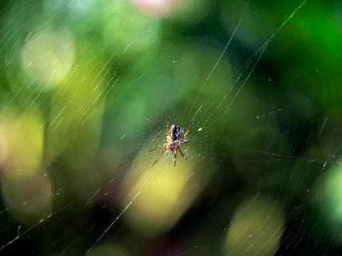 Small spider Stock Photos