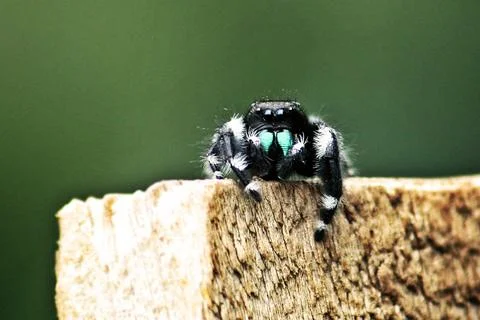 Small Spider 스톡 사진