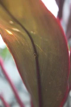 Small spider Stock Photos