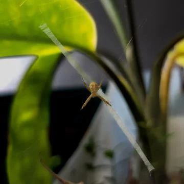 A small spider Stock Photos