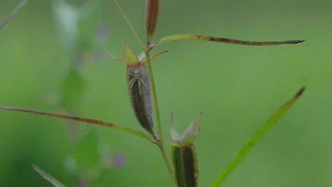 Small spider on a plant Stock Footage 213477838