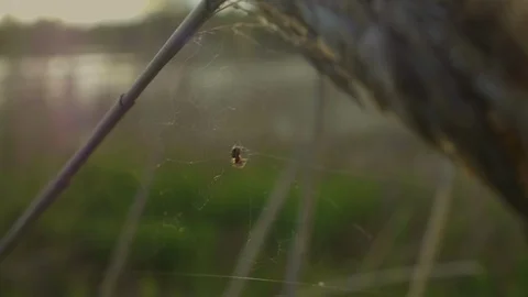 Small spider predator caught in cobweb prey close up background pretty field. Stock Footage 119935736