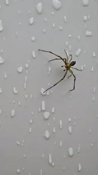 Small Spider on Rain-Swept Gray Surface Фото