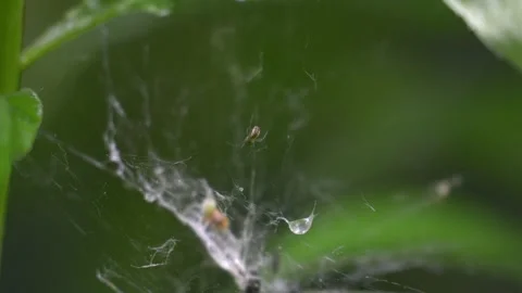 Small Spider Resting in Dewy Web on Stinging Nettle - 4K Macro Slow Motion Shot Stock-Footage 336691598