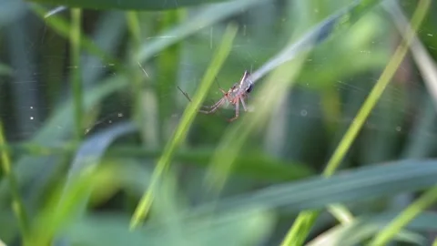 Small Spider Resting Quietly in Web Among Green Vegetation Stockbeeldmateriaal 343528104