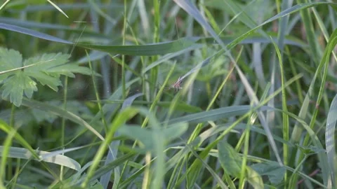 Small Spider Resting Quietly in Web Among Green Vegetation Stockbeeldmateriaal 343528371