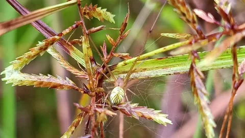 Small Spider Resting on Web Among Wild Grass Macro Stockbeeldmateriaal 332603742