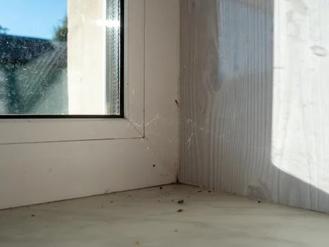 Small spider rests in a thin web spun in the corner of a white window frame Stock Photos
