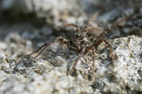 Small spider on a rock Stock Photos