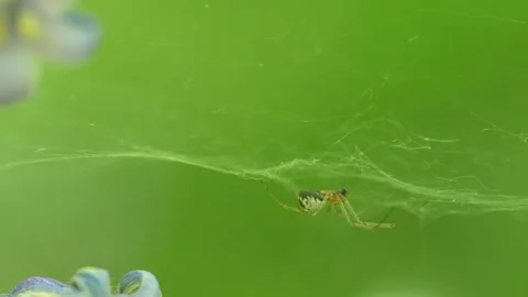 Small Spider On Silk Web Between Bluebell Flowers Against Green Background Stock Footage 336465615