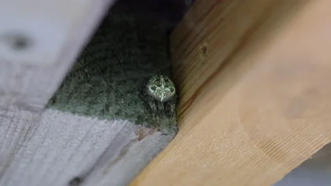 A small spider sits in a nook Stock Footage 139157423