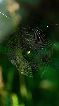 A small spider sitting in the center of its intricate web backlit by sunlight Stock Photos