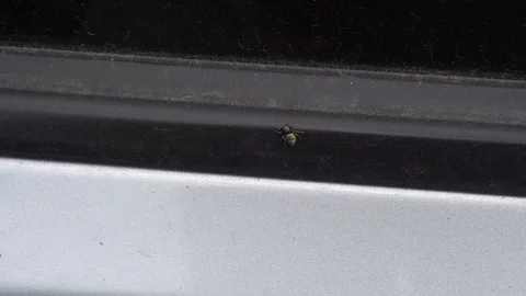 Small spider sitting on the door of the car Stock Footage 76200385
