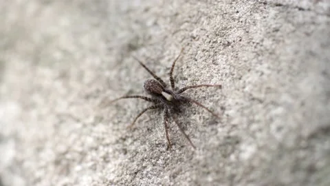 A small spider sitting on gray stone is frightened and runs away Stock Footage 192410154