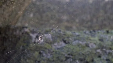 Small spider sitting motionless in its web Stock Footage 300556450