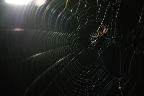 Small spider in spider web in the dark illuminated by light from left Stock Photos