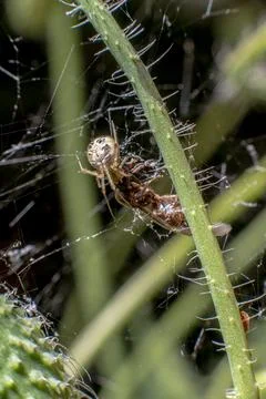 Small spider spinning its web on a flower stem attacking a trapped insect. Stock Photos