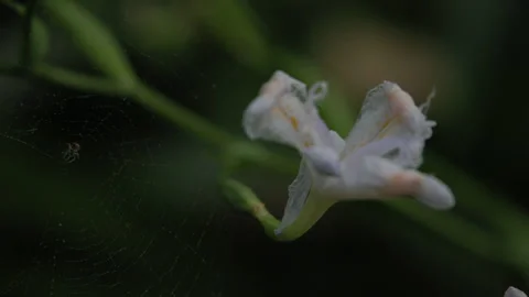A small spider spins a web on the edge of a flat bamboo orchid Stock Footage 241513612