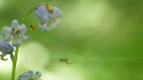 Small Spider Suspended On Web Anchored To Bluebell Stems In Natural Habitat Stock Footage 336465175