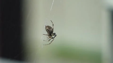 Small spider sways slightly on a web on a very blurry background Stock Footage 130763215