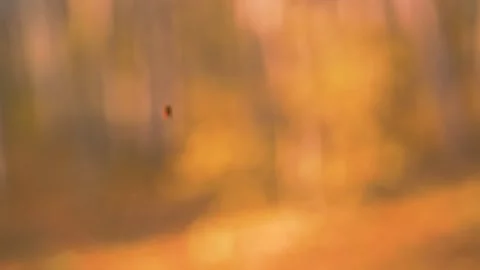 A small spider sways in the wind against the blurry background of forest Stock Footage 165773275
