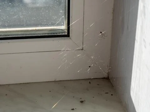 Small spider in thin web spun in corner of white window frame Stock Photos